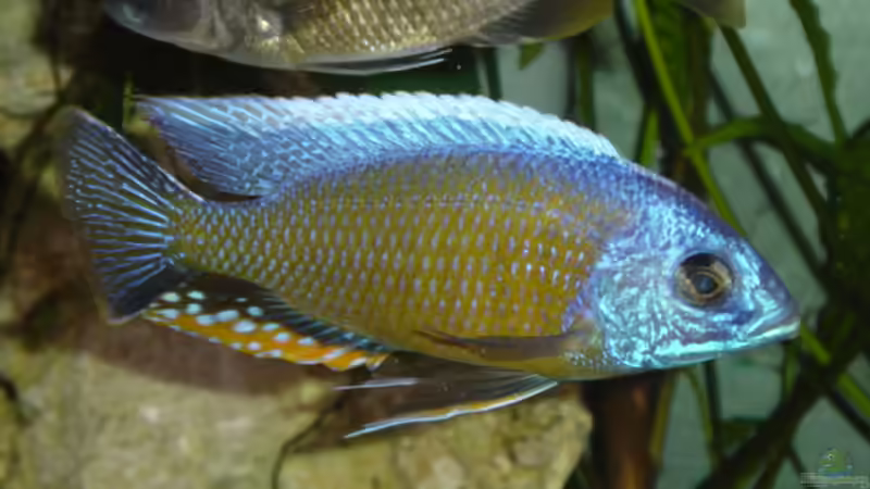 Copadichromis borleyi Nkanda von Limited (21)