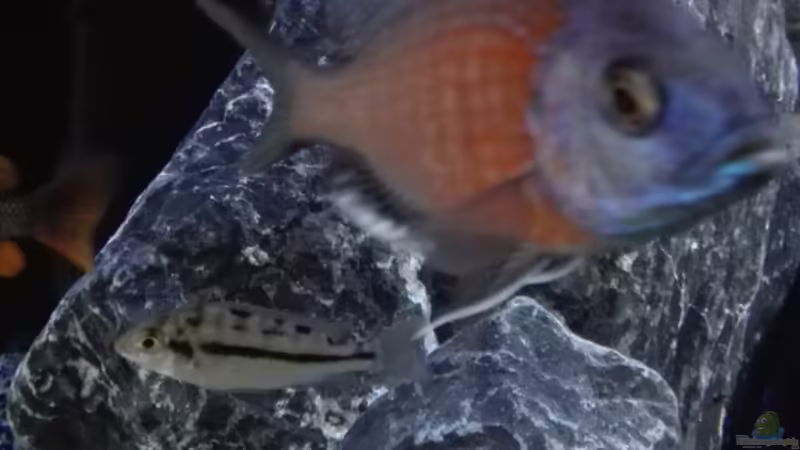 Copadichromis borleyi red fin  von Heike Fuchs (84)