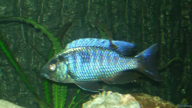 Aquarien mit Copadichromis chrysonotus