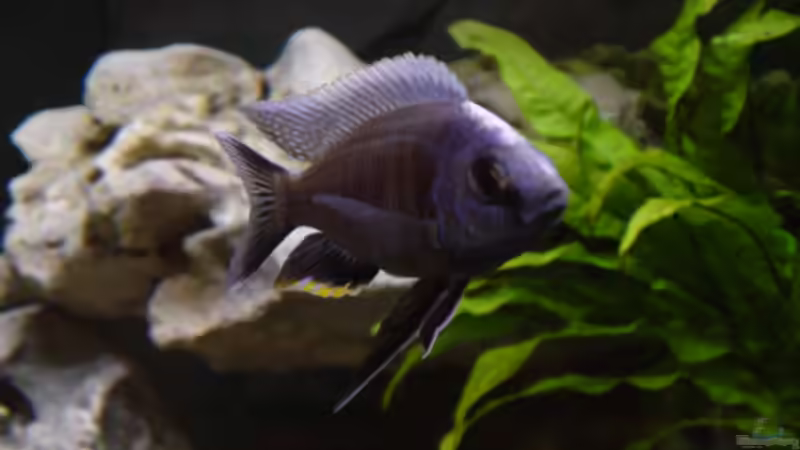 Copadichromis cyaneus F1 von Limited (17)