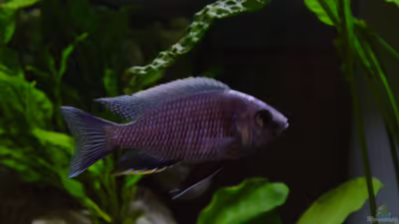 Copadichromis cyaneus F1 von Limited (18)