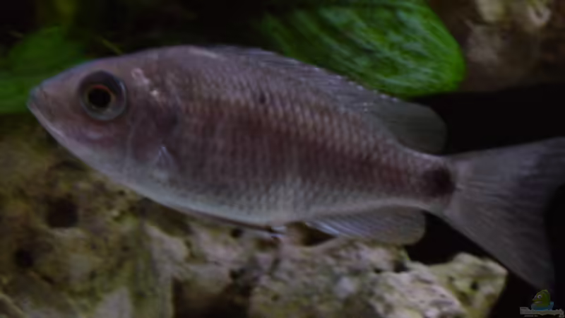 Copadichromis cyaneus F1 Weibchen von Limited (24)