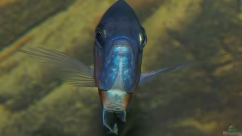 Copadichromis Kadango Detail von Nico A. (17)