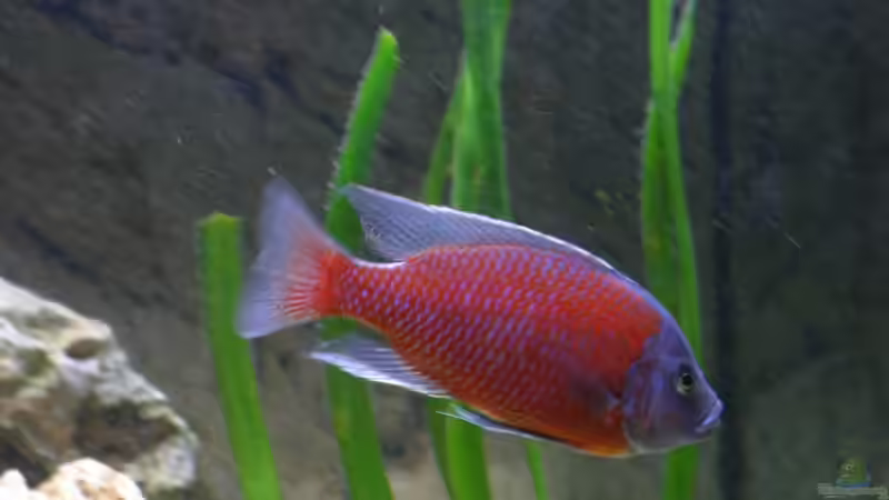 Copadichromis kadango red fin - Männchen von Roland Figura (19)