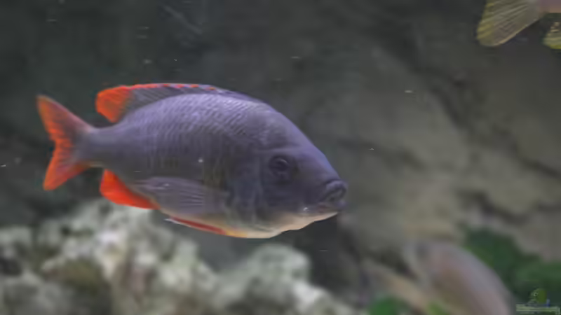 Copadichromis kadango red fin - Weibchen von Roland Figura (21)