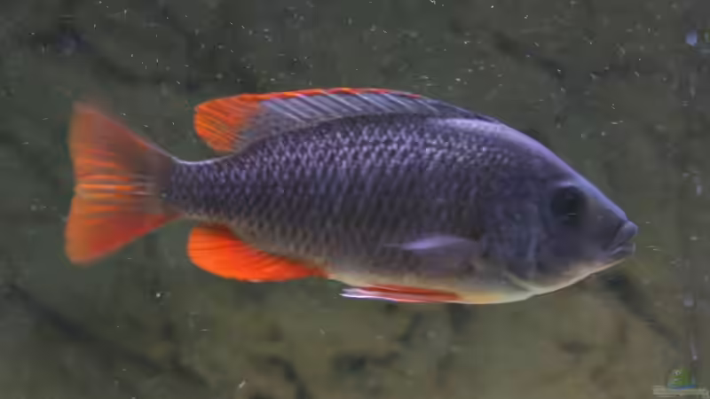 Copadichromis kadango red fin - Weibchen von Roland Figura (22)