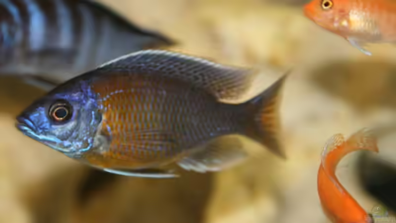 Copadichromis Kadango Red Fin Männchen von Big-Brother (6)