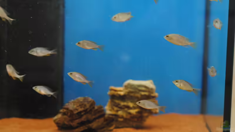 Copadichromis Kadango red Fin Nachwuchs von Manni (37)