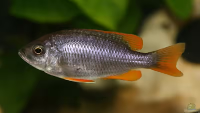 Copadichromis Kadango Red Fin Weibchen von Big-Brother (7)