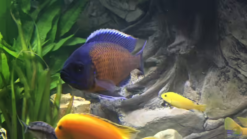 Copadichromis Kadango von David Malawi (22)