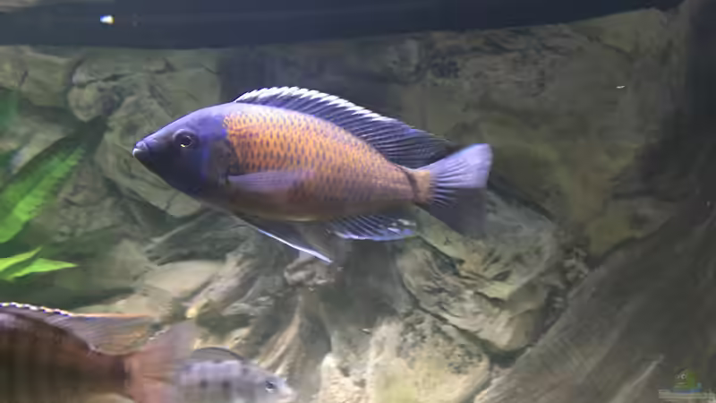 Copadichromis Kadango von David Malawi (32)