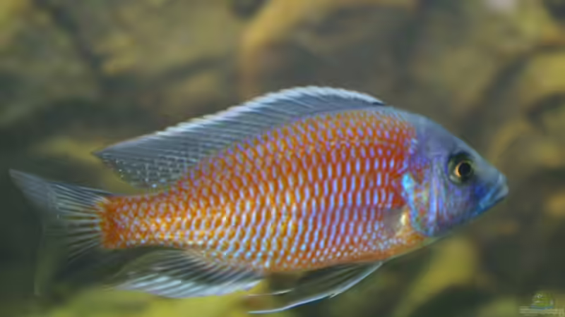 Copadichromis Kadango von Nico A. (13)