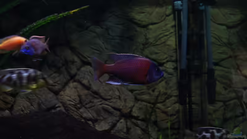 Copadichromis Kadango von Sascha G. (18)