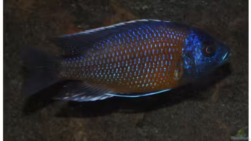Copadichromis kadango von Sascha G. (22)