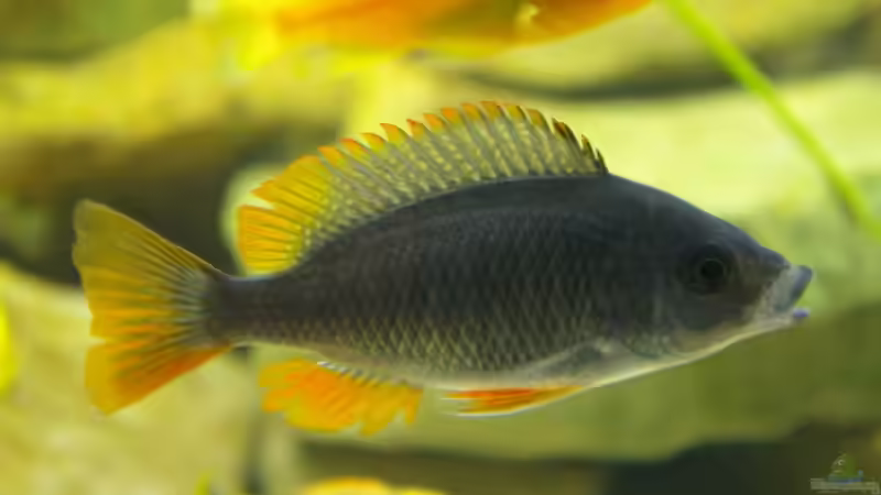 Copadichromis Kadango Weibchen von Nico A. (20)