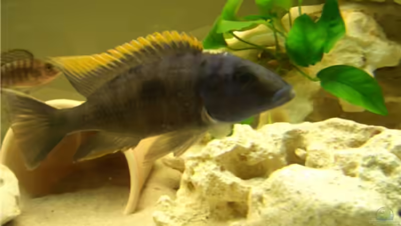 Copadichromis Männchen von André Rautenberg (4)