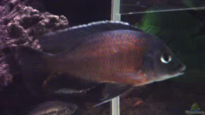 Copadichromis red fin kadango von Bernd Niehoff (36)