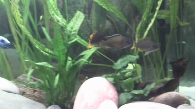 Copadichromis spec.(Kadango) von Michael 123 (16)