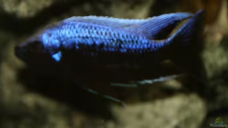 Copadichromis trewavasae mloto ivory von Thomas Szöts (13)