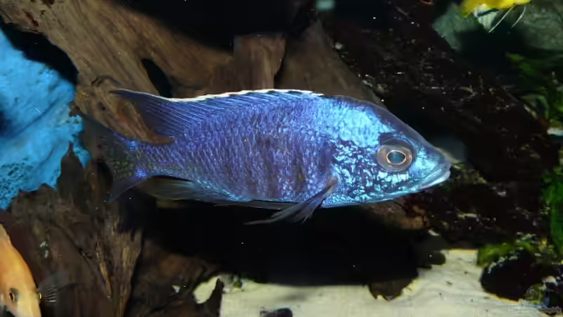 Copadichromis trewavasae von Andreas Gorr (13)