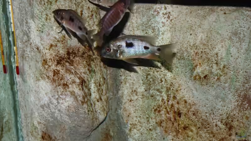 Copadichromis verduyni dark blue Bock mit weibchen meute von Mario M. (14)