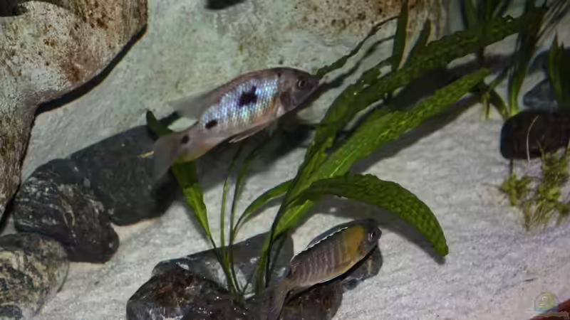 Copadichromis verduyni dark blue Bock oben  von Mario M. (12)