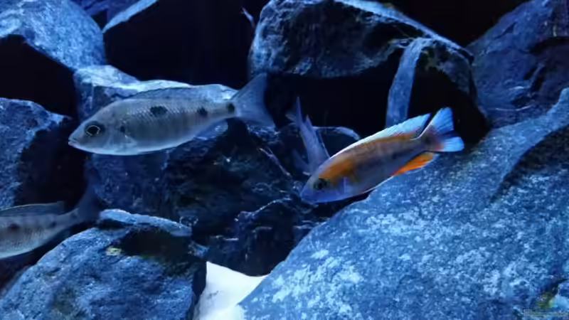 Copadichromis Weibchen und Aulonocara von redieh (20)