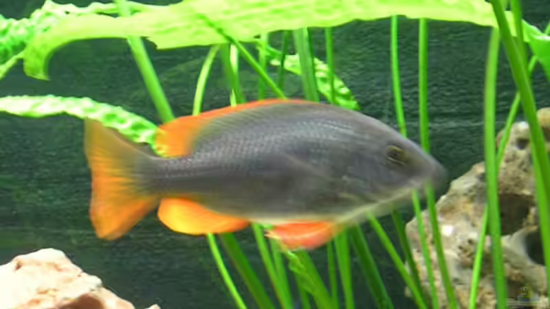 Copadicromis Borleyi ´Kagang red fine´ Weibchen von Theodor Schmidt (15)
