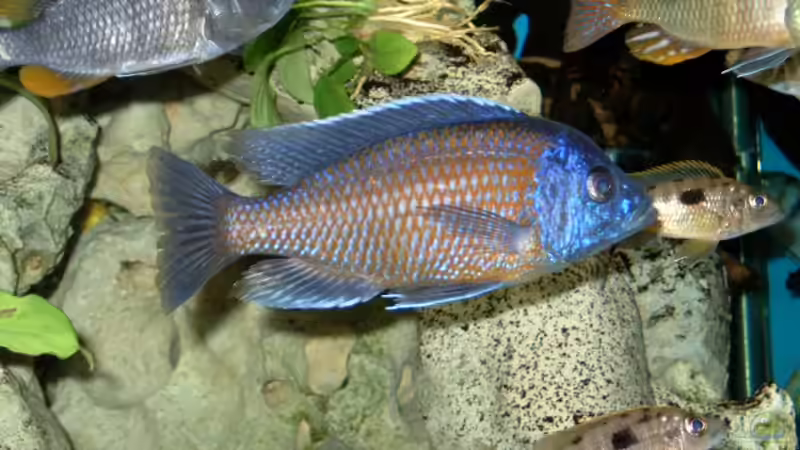 Copadiechromis borleyi, Kadango von Josef Knauer (12)