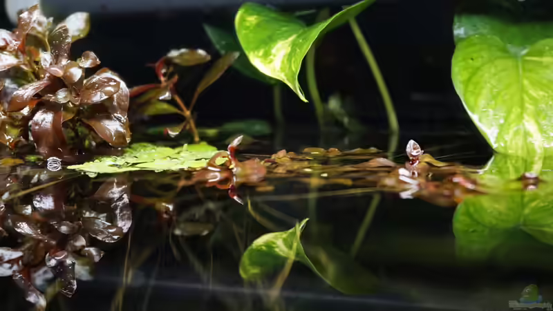 Copella arnoldi Bereich von chris1509 (22)