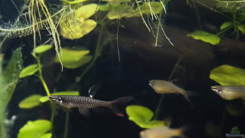 Copella arnoldi von chris1509 (28)