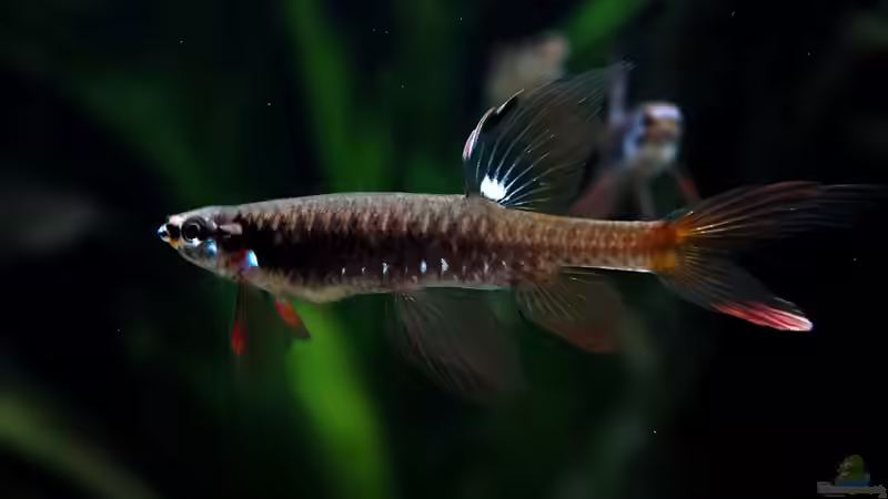 Copella arnoldi im Aquarium halten (Einrichtungsbeispiele für Spritzsalmler)