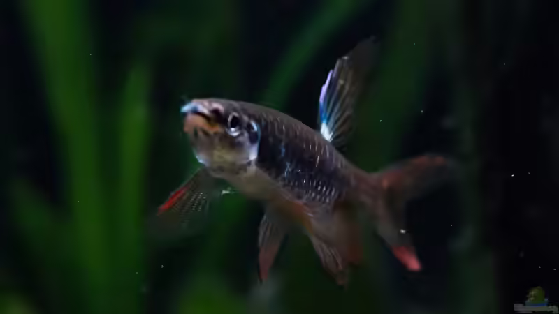 Copella arnoldi im Aquarium halten (Einrichtungsbeispiele für Spritzsalmler)