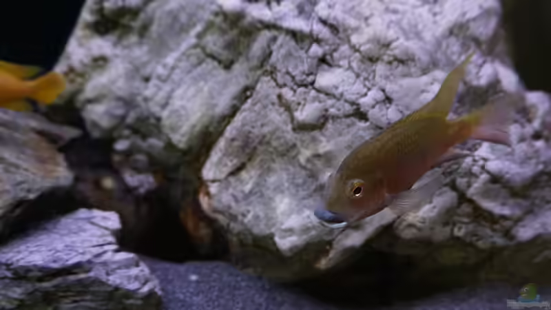 Coptodon snydarae von Hero67 (12)