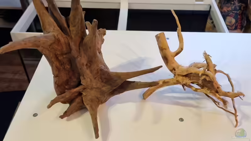 Corbo-Wurzel Eucalyptus glob/Thailand  von Peter Peter (78)