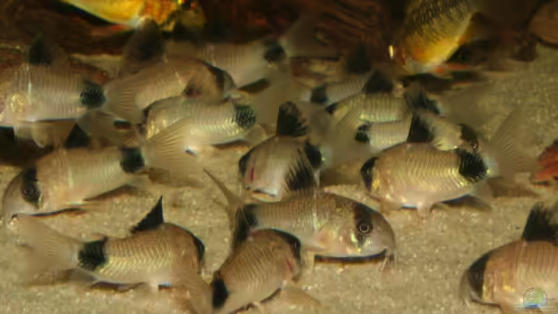 Cordoras panda (Panda Panzerwels) von Thorsten313 (5)