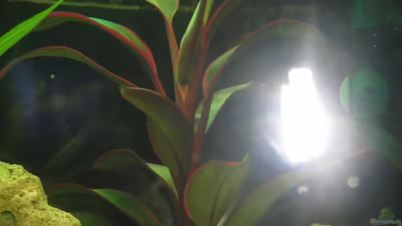 Cordyline Terminelis Feuerpalme von Kaspian (18)