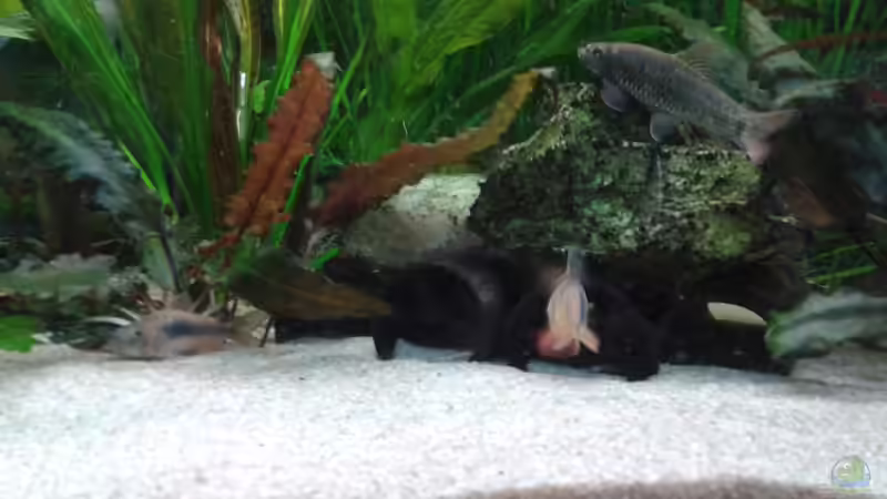 Aquarien mit Garra-Arten