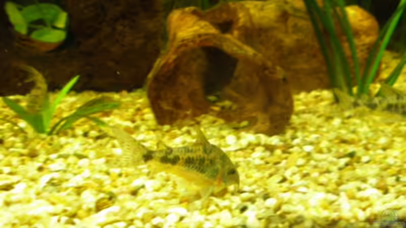 Cory 1 von DouDou (15)