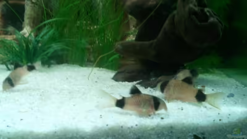 Cory 1 von Simon Says (9)