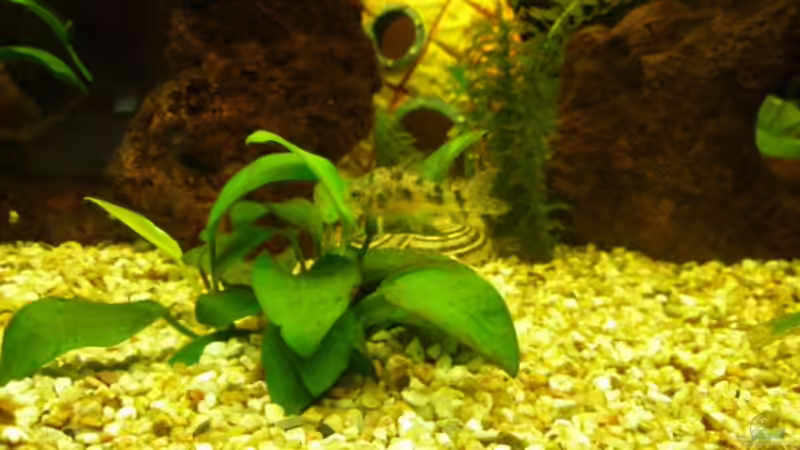 Cory 2 von DouDou (16)