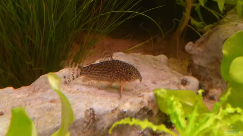 Cory am chillen von Jan H. (44)