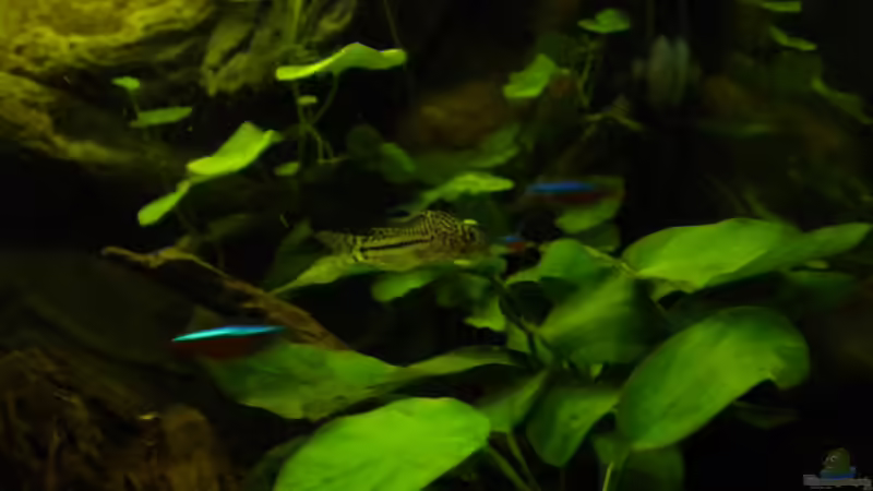 Cory auf Anubia von Herki (50)