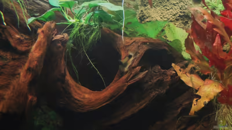 Cory auf Mangrove von Fischkopp83 (29)