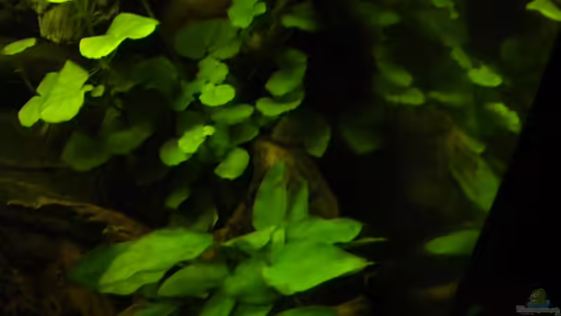 Cory auf Wurzel von Herki (33)