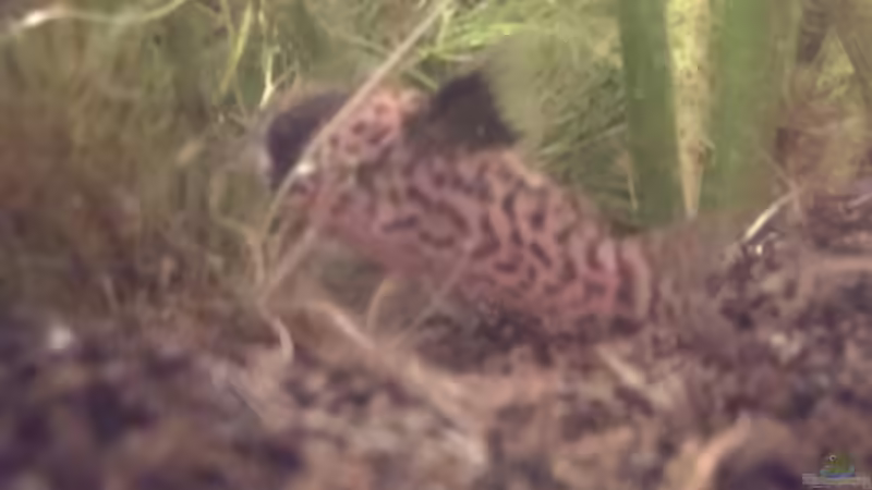 Cory bei der Pause von Tobi L. (32)