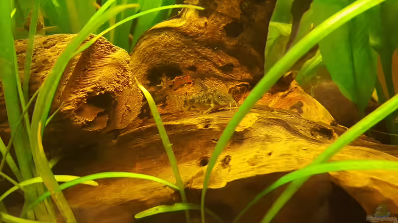 Cory gut getarnt von painless Tdb-music (30)