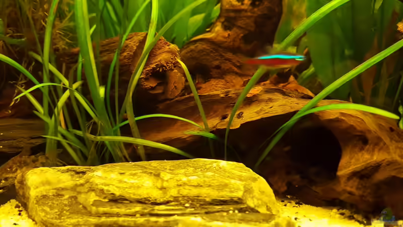 Cory Höhle  von painless Tdb-music (16)