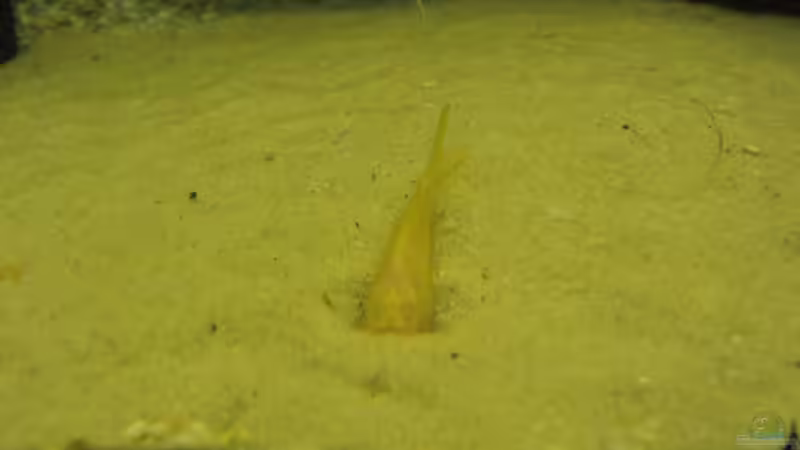 Cory im Sand von Onkel (15)