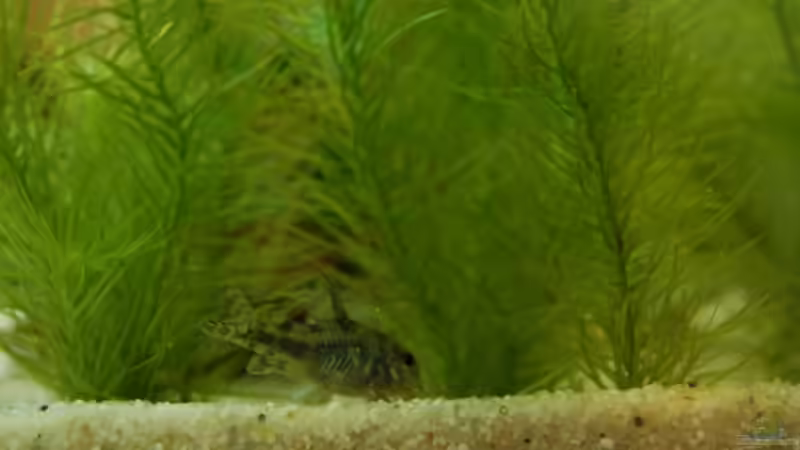 Cory im Wald von Johannes B. (9)